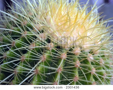 Cactus di mattina