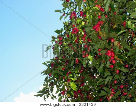 Red Garden-Stuffs