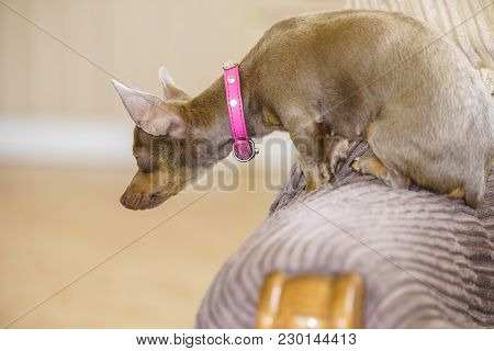 Little Pinscher Ratter Prazsky Krysarik Purebreed Small Dog Sitting Relaxing And Chilling On Sofa Co