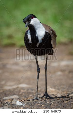 Blacksmith Plover With Cocked Head On Gravel