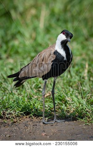 Blacksmith Plover With Head Cocked Beside Grass