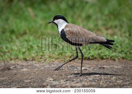 Blacksmith Plover Walks Across Track Lifting Foot