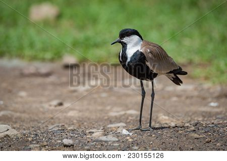 Blacksmith Plover Standing On Track In Sunshine