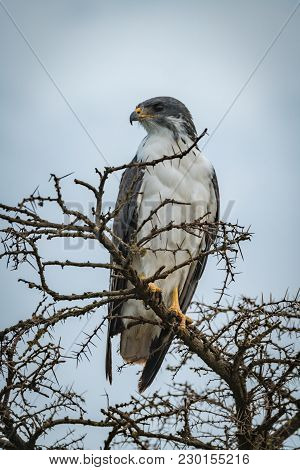 Augur Buzzard In Thorny Tree Looks Left