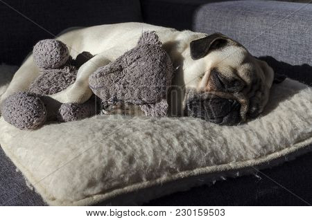 Cute Small Dog Breed Pug Sleeping On The Wool Pillow And Holding Old Toy Bear