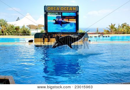 Tenerife Adası, İspanya - 26 Mayıs: Orcas gösterisinde Loro Parque 26 Mayıs 2011 tarihinde Tenerife, İspanya. T