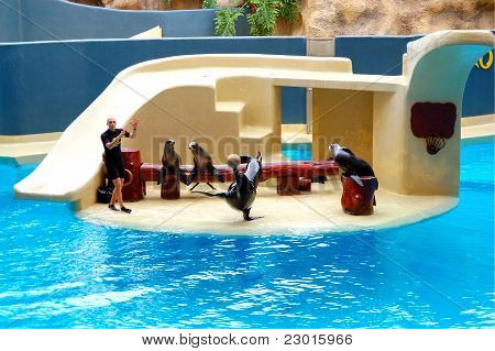 Tenerife Adası, İspanya - 26 Mayıs: Deniz aslanları gösterisinde Loro Parque 26 Mayıs 2011 tarihinde, Tenerife, Spa