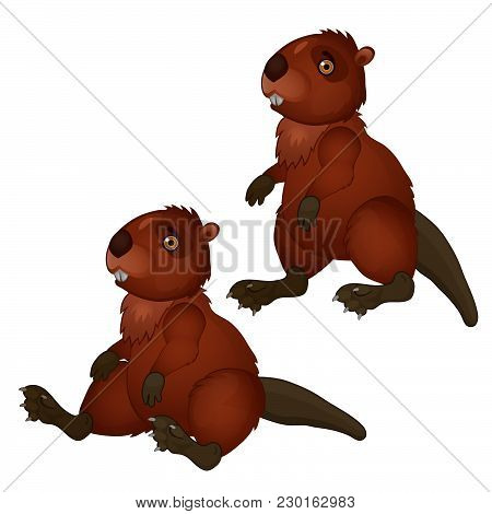 Two Brown Beaver Isolated On White Background. Vector Cartoon Close-up Illustration.