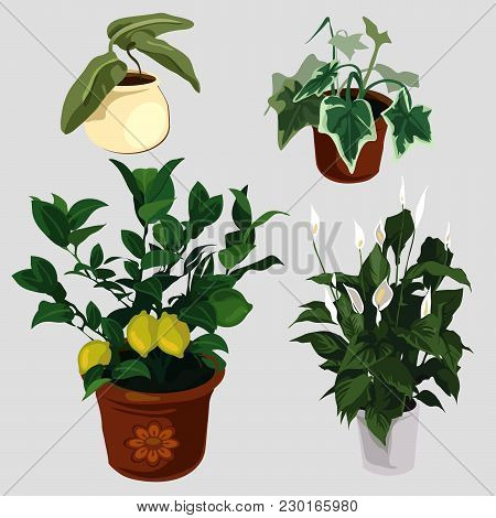 Decorative Potted Plants For The House And Office Isolated On Gray Background. Cartoon Vector Close-