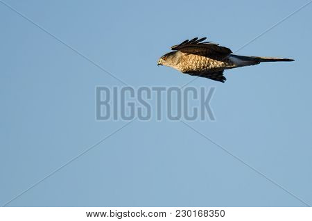 Sharp-shinned Hawk Flying In A Blue Sky