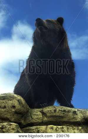Dyr bærer Grizzly