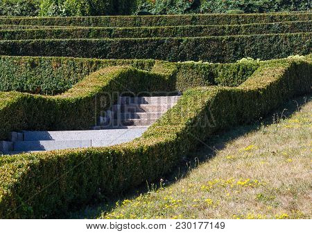 Summer Trimmed Evergreen Boxwood In Park Hillside. Composition From Plants On A Green Grass Lawn. So