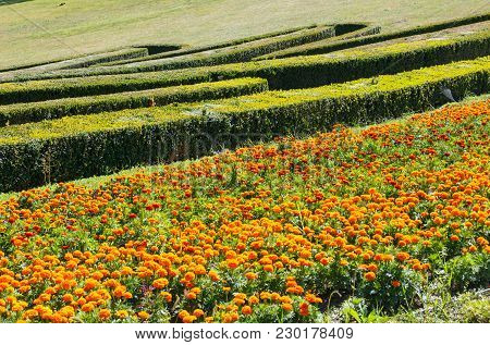 Summer Marigold Flowerbed And Trimmed Evergreen Boxwood In Park Hillside. Composition From Plants On