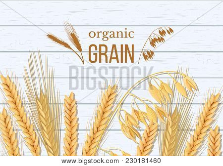 Wheat, Barley, Oat And Rye On White Wooden Background. Cereals Spikelets With Ears, Sheaf And Text O