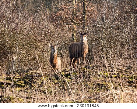 Two Female Red Deer Stare At The Camera