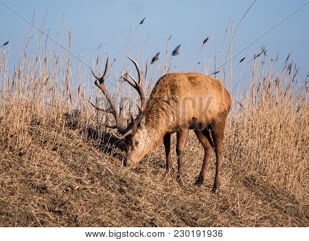 Red Deer Stag Grazes On A Hill