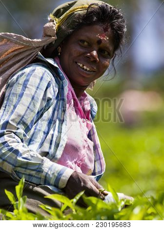 Nuwara Eliya, Sri Lanka - February 16, 2018 : Portrait Of Undefined Labor Woman Picking Fresh Tea Le
