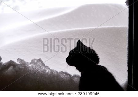 Black Cat Looking At Freshly Fallen Snow.