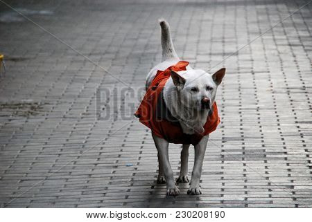 A Dog Wandering In The Street Of Kowloon City, Hong Kong