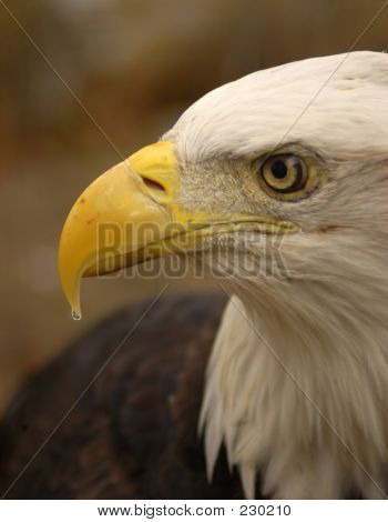 Animalske Eagle profil