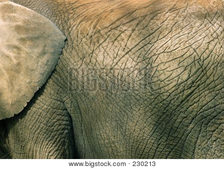 Dyr elefant tekstur