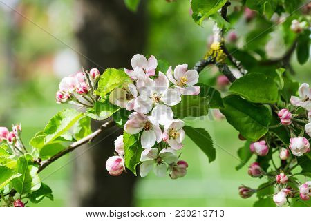 Detail From Beuatiful Apple Blossum In Springtime