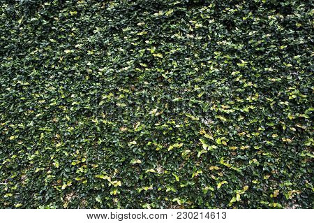 Ficus Pumila Bindwwed Wall Covered Nature Plant