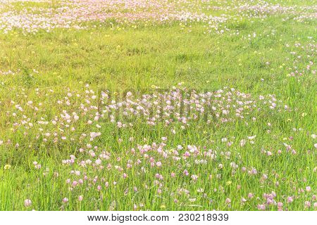 Texas Pink Primrose (oenothera Speciosa) Blossom