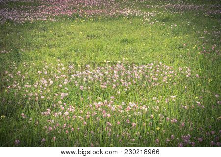Texas Pink Primrose (oenothera Speciosa) Blossom