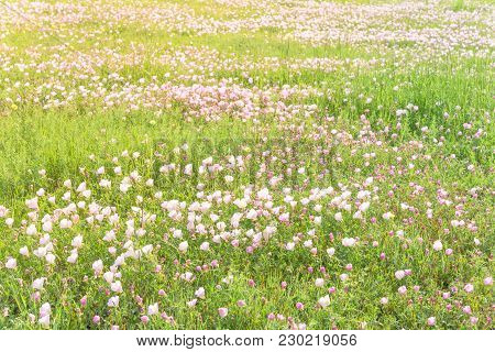 Texas Pink Primrose (oenothera Speciosa) Blossom