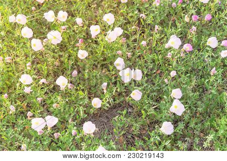 Texas Pink Primrose (oenothera Speciosa) Blossom