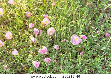 Texas Pink Primrose (oenothera Speciosa) Blossom