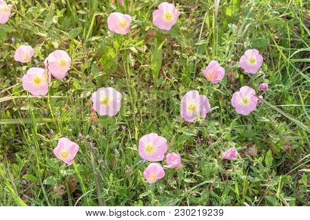 Texas Pink Primrose (oenothera Speciosa) Blossom