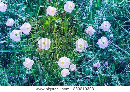 Texas Pink Primrose (oenothera Speciosa) Blossom