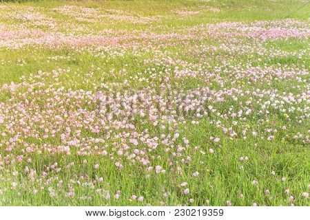 Texas Pink Primrose (oenothera Speciosa) Blossom