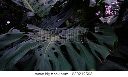 Close-up Photography, Green Plants With Large Leaves Grow In Jungles. Huge Foliage Have Holes. Conce