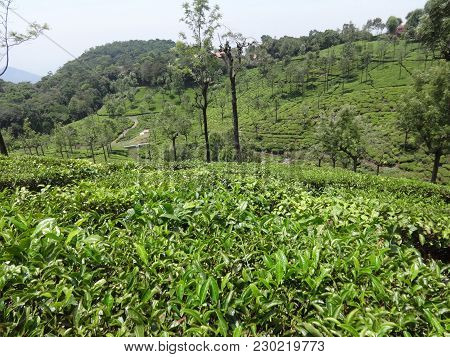 Awesome Top View Of Tea Garden Ooty,india