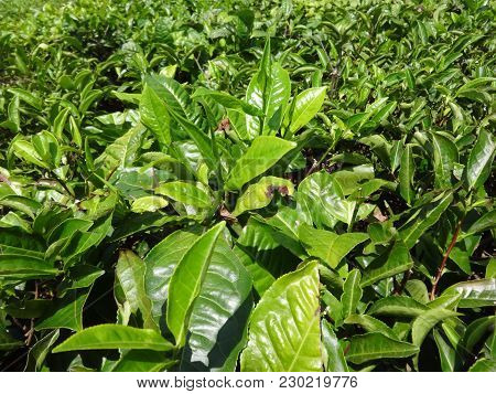 Awesome Tea Leaf  View At Tea Garden Of Ooty, India.