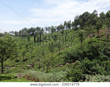 Tea Garden Awesome Vew Of A Side Of Tea Garden.