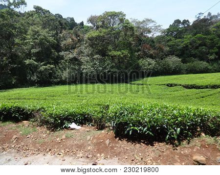 Tea Garden Close View At Ooty, India.