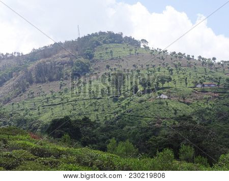 Tea Garden At Hills With Awesome Cloud View.
