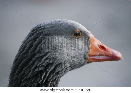 Animalske fugl gås