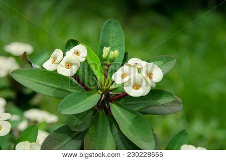 The Bouquet Of White Euphorbia Milii Flowers Blooming In The Garden