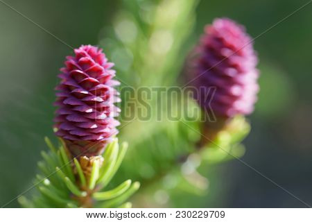 The Beautiful Purple Pre Stage To Fir Cones Or Spruce Cones, Latin Name: Picea Abies, Early Spring