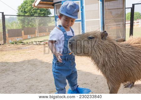 Capybara, Animal, Nature, Mammal, Wildlife, Brown, Hydrochoerus, Hydrochaeris, Wild, Fur, Cute, Gras