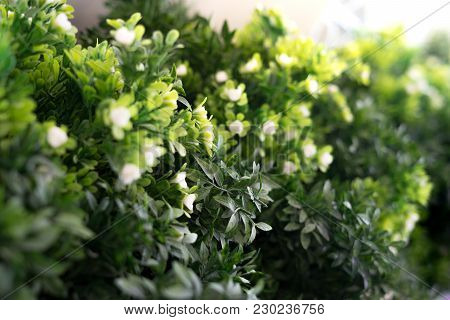 Green Leaves Foliage And White Flower Plant As Decorative/ornamental Tree. Selective Focus