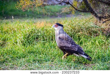 Torres Del Paine, Chile. Southern Crested Caracara Or Carancho, A Very Common Sight Throughout Patag