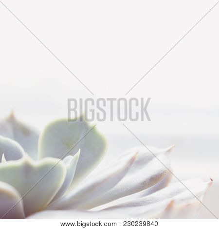 The beautiful little succulent plant 