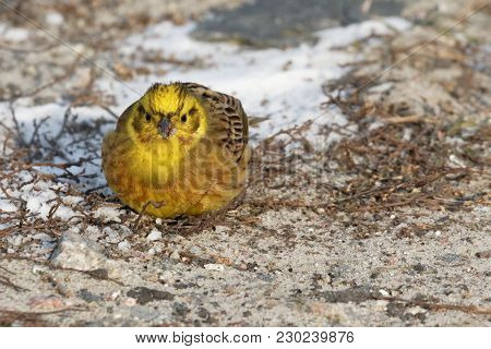 Little Bird  Yellowhammer On Snow Close Up. Ukraine