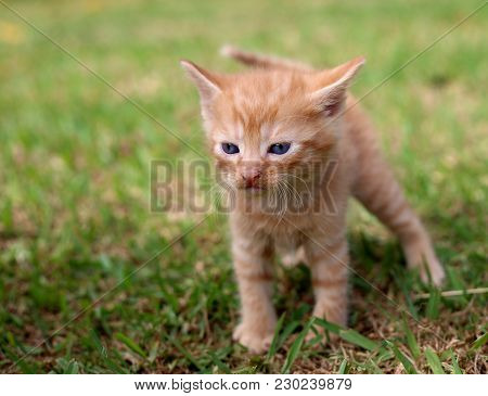 Little Kitten On Grass, Concentrating, Gazing Intently